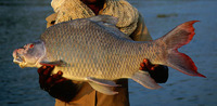 Labeo kontius, Pigmouth carp: fisheries, aquaculture