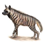 Image of: Hyaena hyaena (striped hyena)