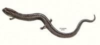 Image of: Phaeognathus hubrichti (red hills salamander)
