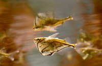 Carnegiella strigata - Marbled Hatchetfish