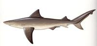 Image of: Glyphis gangeticus (Ganges shark)