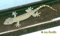 Gekko gecko - Tokay Gecko