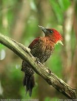 Banded Woodpecker - Picus miniaceus