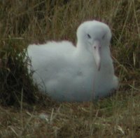 Royal Albatross - Diomedea epomophora