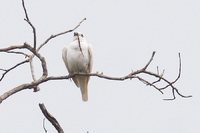White Bellbird - Procnias alba