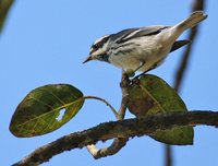 Black-throated Gray Warbler - Dendroica nigrescens
