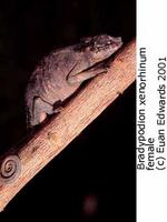 Strange-nosed Chameleon (Kinyongia xenorhinum)