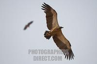 white backed vultures circling over kill stock photo