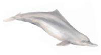 Indo-Pacific humpbacked dolphin