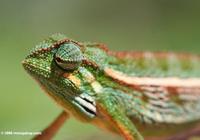 Montane Side-striped Chameleon (Chamaeleo ellioti) looking ahead