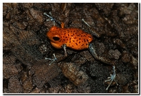 : Dendrobates pumilio christobal; Strawberry Poison Frog