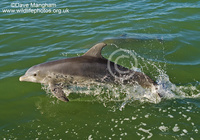 : Tursiops truncatus; Bottlenose Dolphin