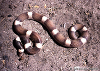 : Phyllorhynchus browni; Saddled Leafnose Snake