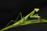 : Miomantis mombasica; Mombasa Praying Mantis