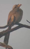 ...Indian Grey Hornbill (Ocyceros birostris) 2004. december 29. Bharatpur, Keoladeo Ghana National 