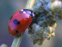 Coccinella quinquepunctata - Five-spot Ladybird