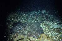 Raja maderensis, Madeiran ray: fisheries