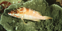 Epinephelus fasciatus, Blacktip grouper: fisheries, gamefish, aquarium