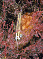 Aeoliscus strigatus, Razorfish: aquarium