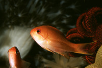 Pseudanthias hypselosoma, Stocky anthias: aquarium