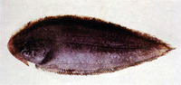 Paraplagusia japonica, Black cow-tongue: fisheries