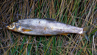 Chondrostoma willkommii, : fisheries
