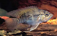 Acaronia nassa, Bigeye cichlid: fisheries, gamefish, aquarium