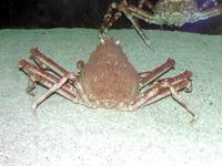 Image of: Macrocheira kaempferi (giant Japanese spider crab)