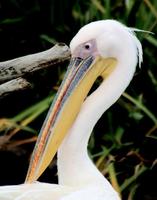 Image of: Pelecanus erythrorhynchos (American white pelican)