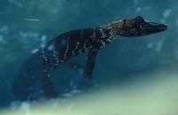 Image of: Melanosuchus niger (black caiman)