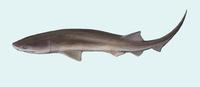 Image of: Hexanchus griseus (bluntnose sixgill shark)