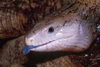 Tiliqua multifasciata - Centralian Blue-Tongued Lizard