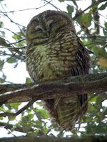 Spotted Owl - Strix occidentalis