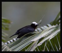 White-capped Tanager - Sericossypha albocristata