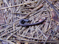 : Batrachoseps gregarius; Gregarious Slender Salamander