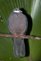 : Columba vitiensis; White-throated Pigeon