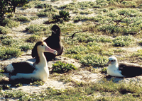 : Phoebastria albatrus; Short Tailed Albatross