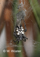 : Cyrtophora citrifolia; Spider