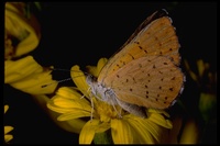 : Emesis ares; Ares metalmark butterfly