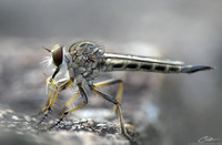 Unidentified Robber Fly photo