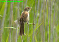 Marsh Grassbird Megalurus pryeri