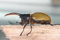 Dynastes hercules - Hercules Beetle