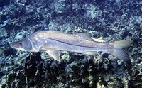 Centropomus undecimalis, Common snook: fisheries, aquaculture, gamefish