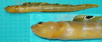 Gymnelus viridis, Fish doctor: