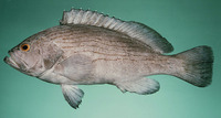 Epinephelus undulosus, Wavy-lined grouper: fisheries