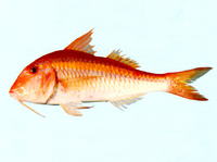 Parupeneus chrysopleuron, Yellow striped goatfish: