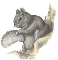 Image of: Sciurus arizonensis (Arizona gray squirrel)