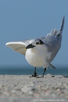 Sterna maxima - Royal Tern