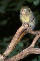 Callithrix pygmaea - Pygmy Marmoset