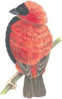 Image of: Euplectes orix (southern red bishop)
